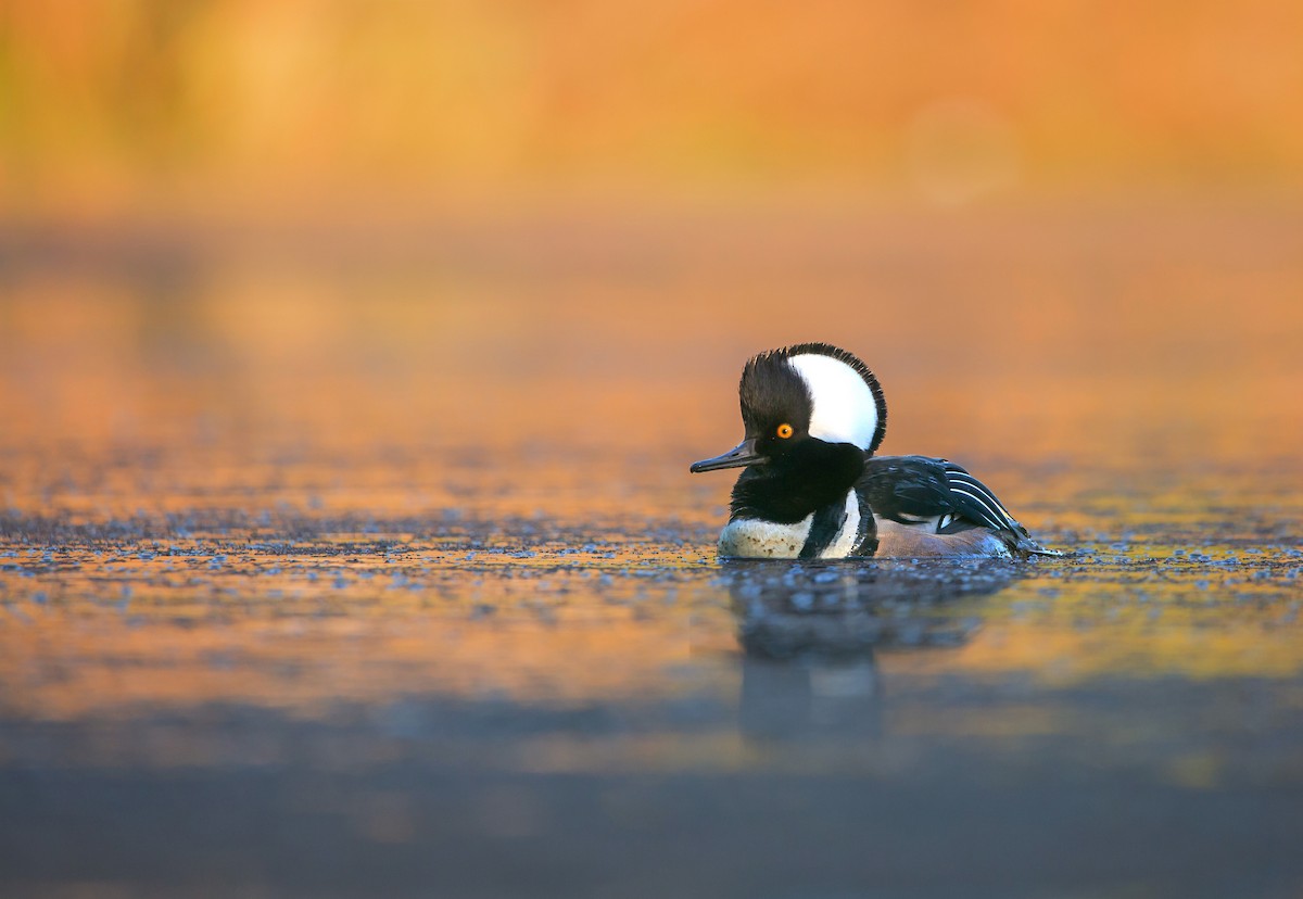 Hooded Merganser - Preston Ballard