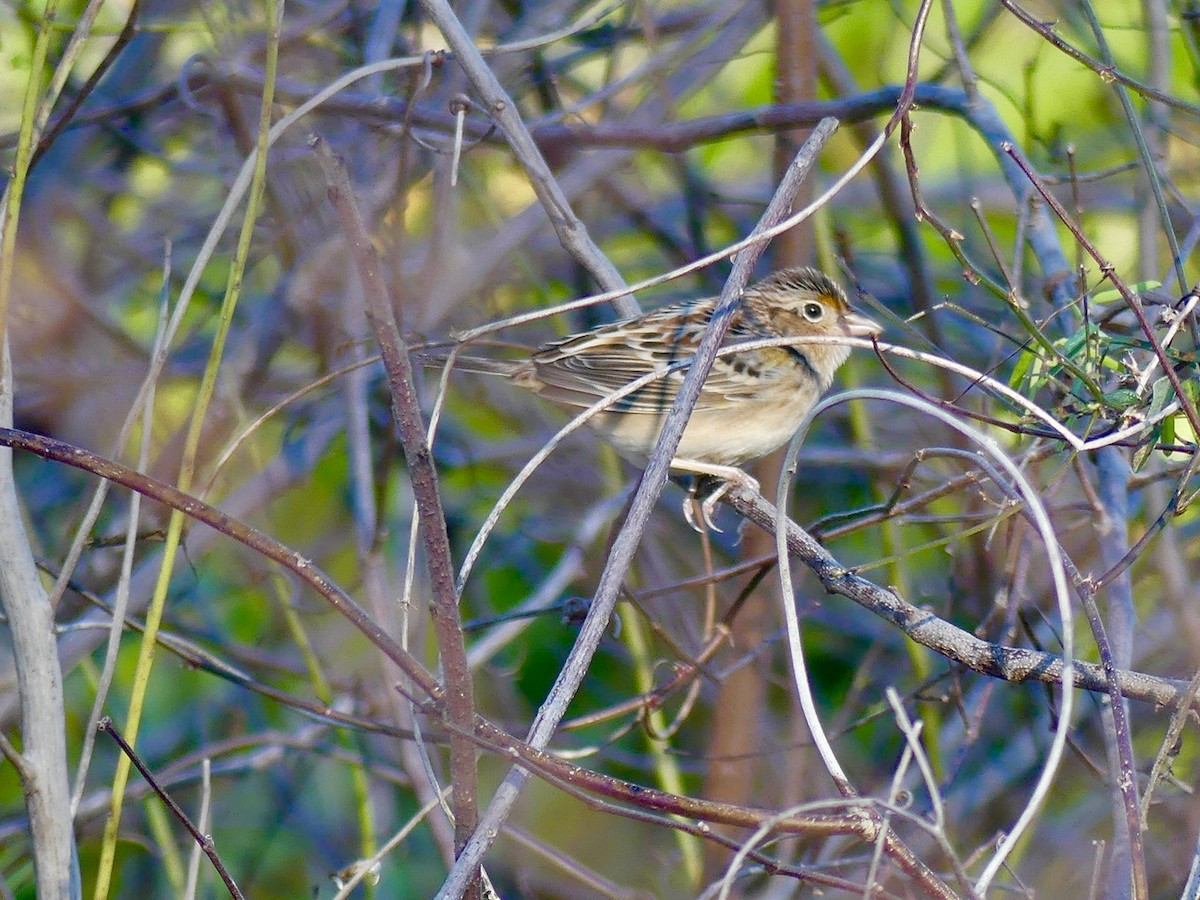 Grasshopper Sparrow - ML197949991