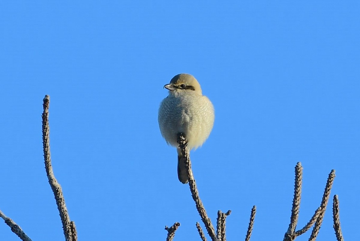 Northern Shrike - ML197950631
