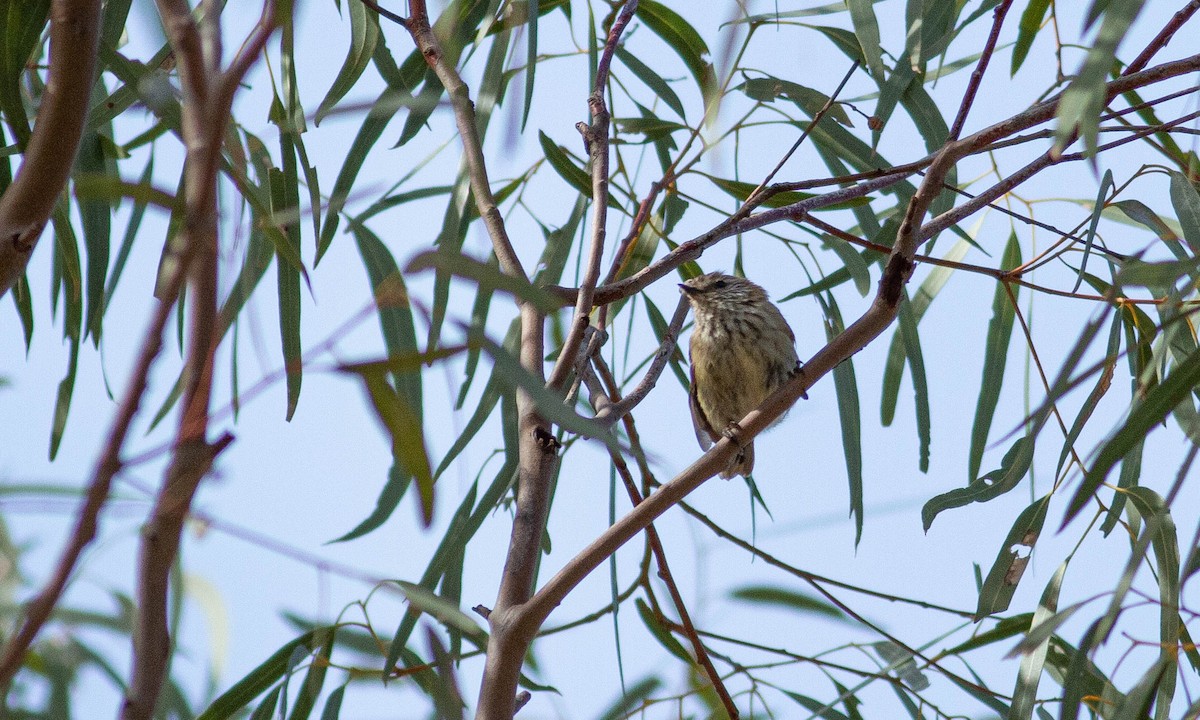 Striated Thornbill - ML197951341