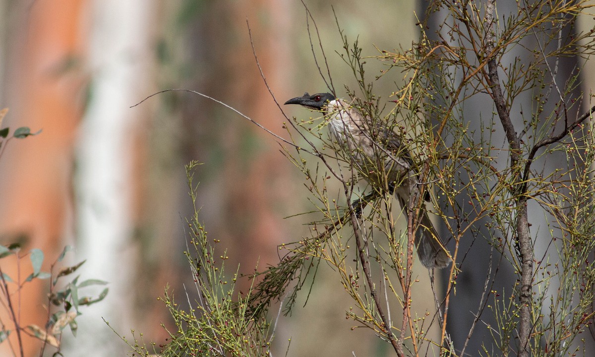 Noisy Friarbird - ML197951841