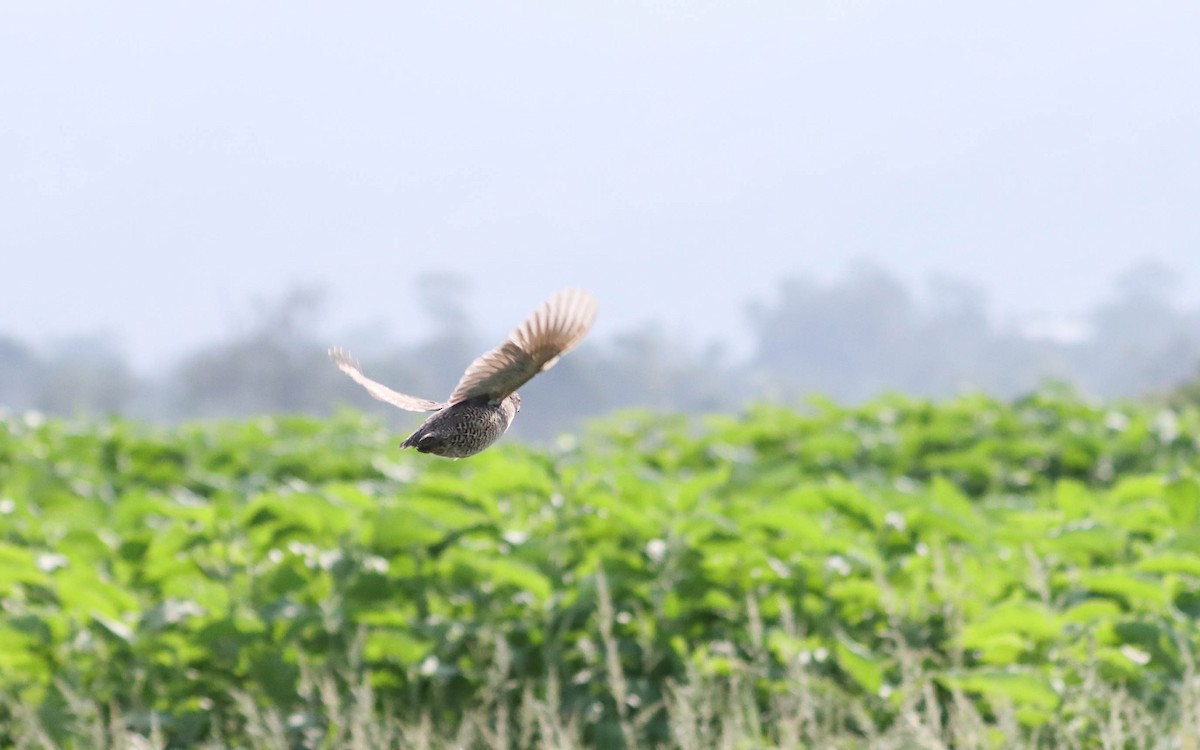 Brown Quail - ML197952381