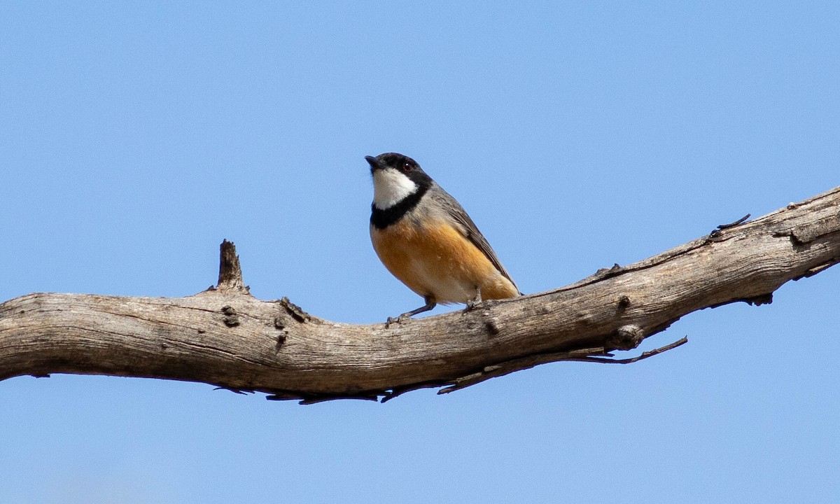 Rufous Whistler - ML197952411