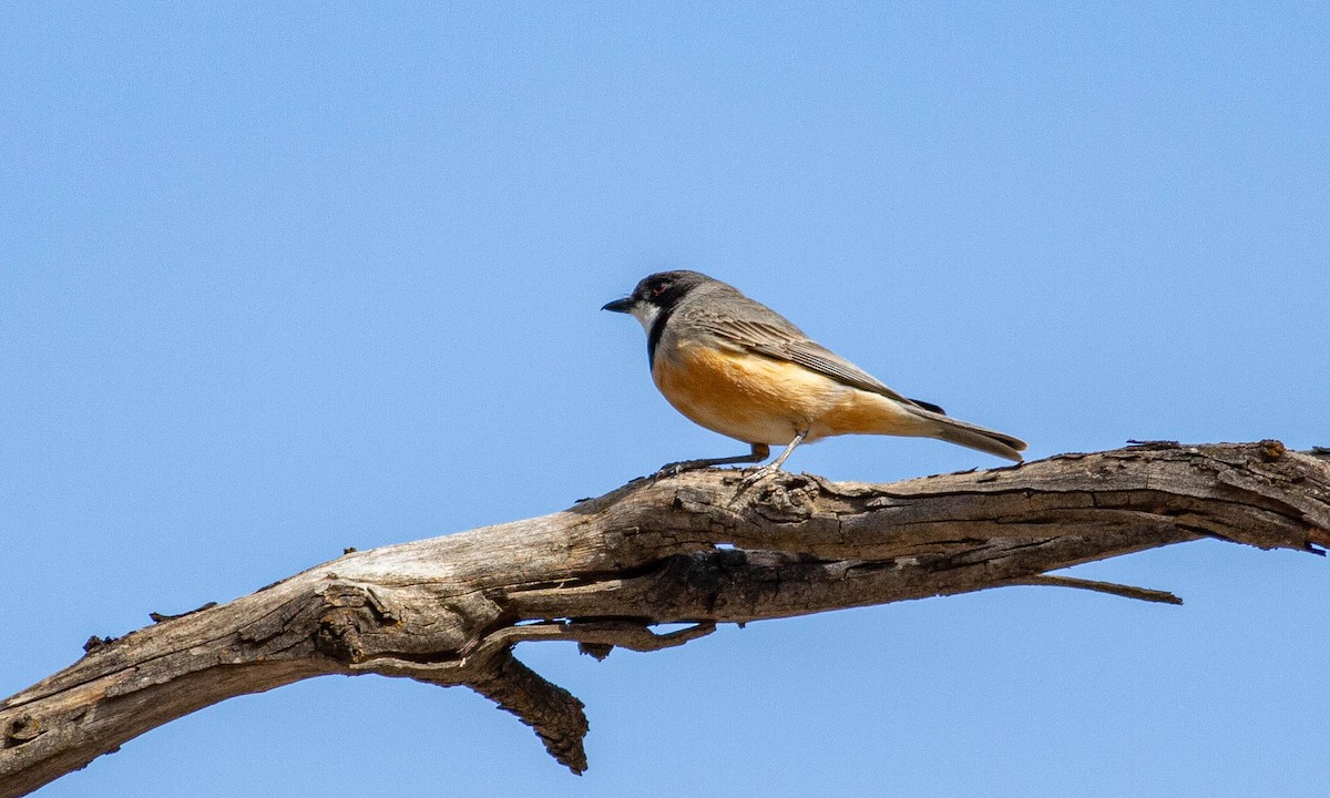 Rufous Whistler - ML197952421