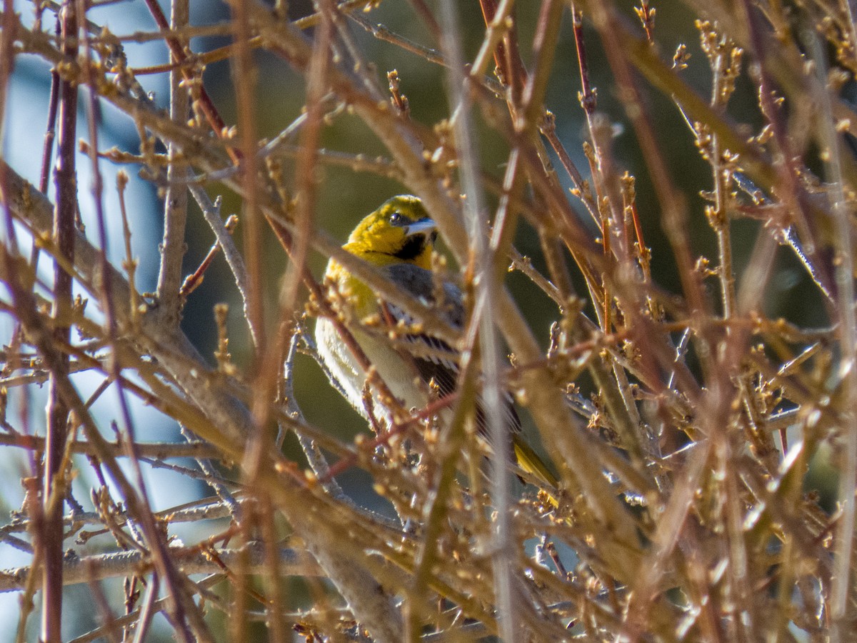 Bullock's Oriole - ML197953131