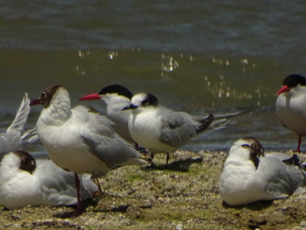 Common Tern - ML197953571