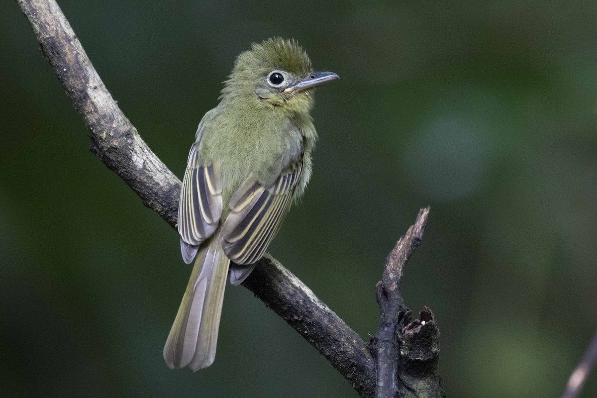 Western Olivaceous Flatbill - Josanel Sugasti -photographyandbirdingtourspanama