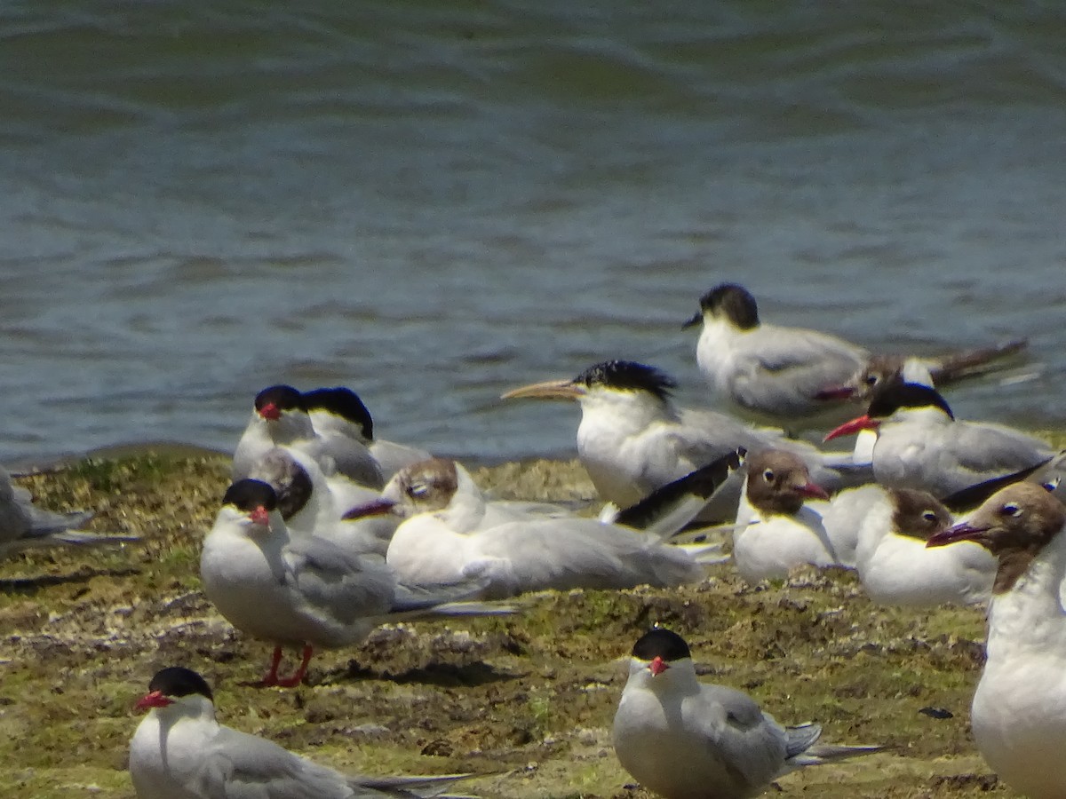 Sandwich Tern - ML197954051