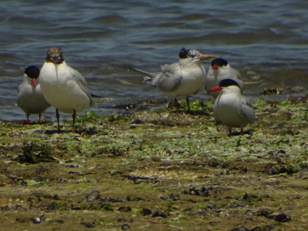 Sandwich Tern - ML197954081