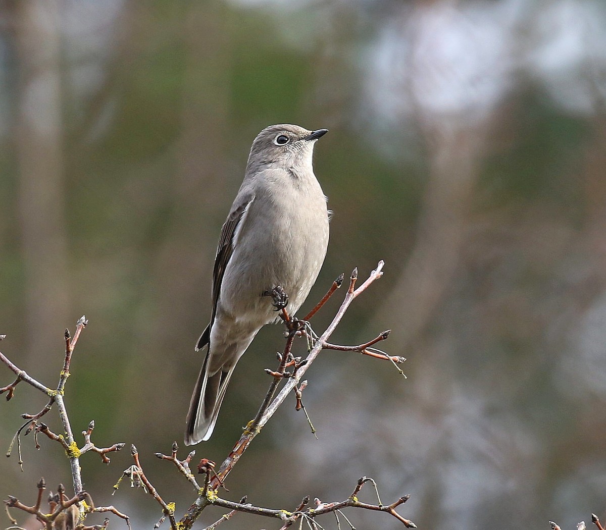 Townsend's Solitaire - ML197954101