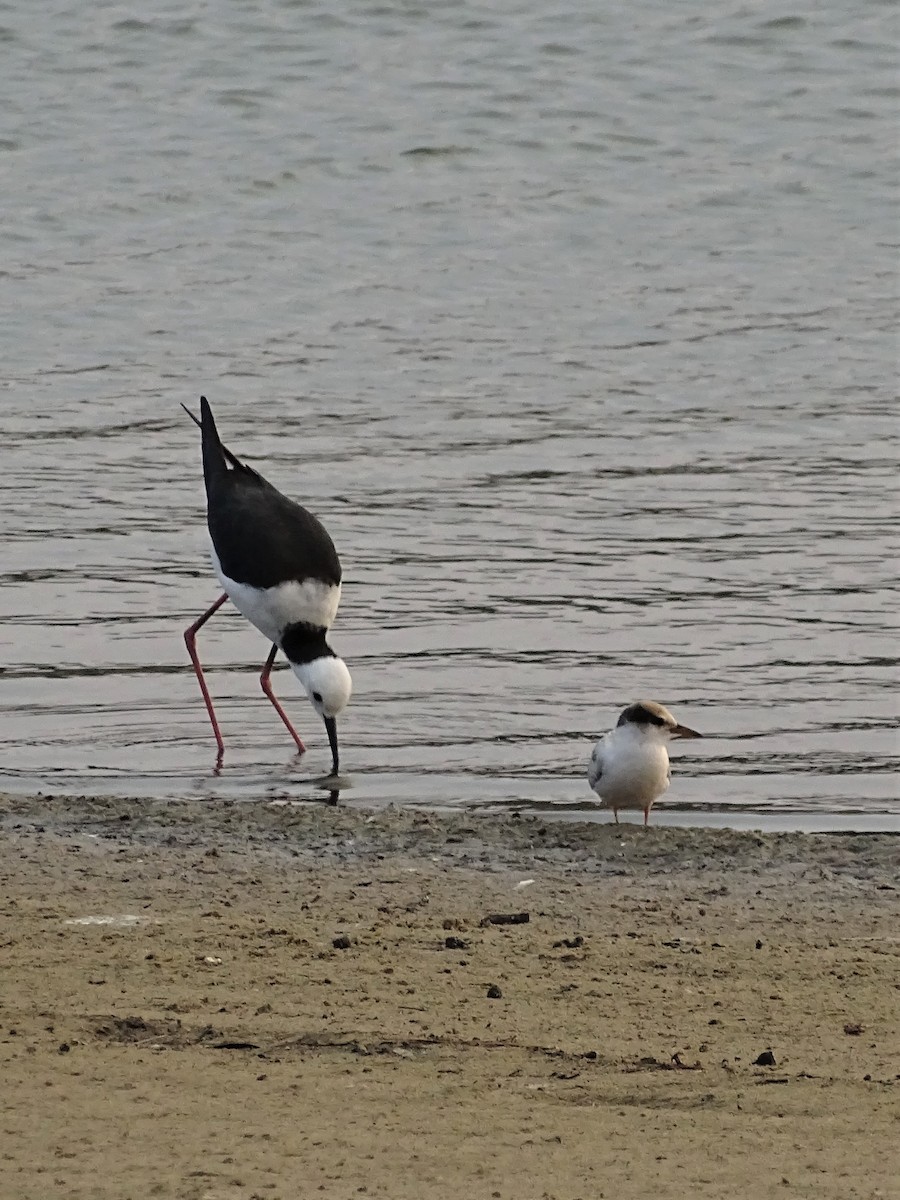 Pied Stilt - ML197954211