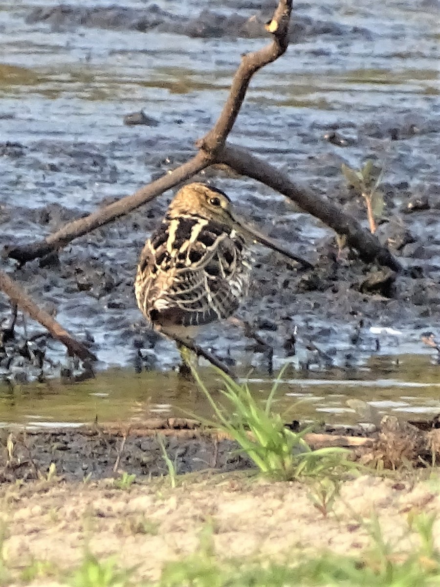 Latham's Snipe - ML197954271