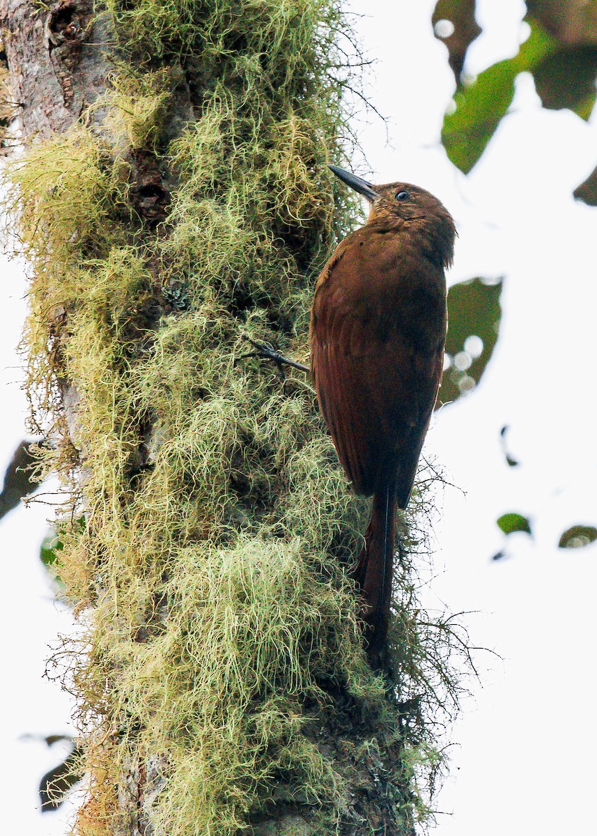 Tyrannine Woodcreeper - ML197954291