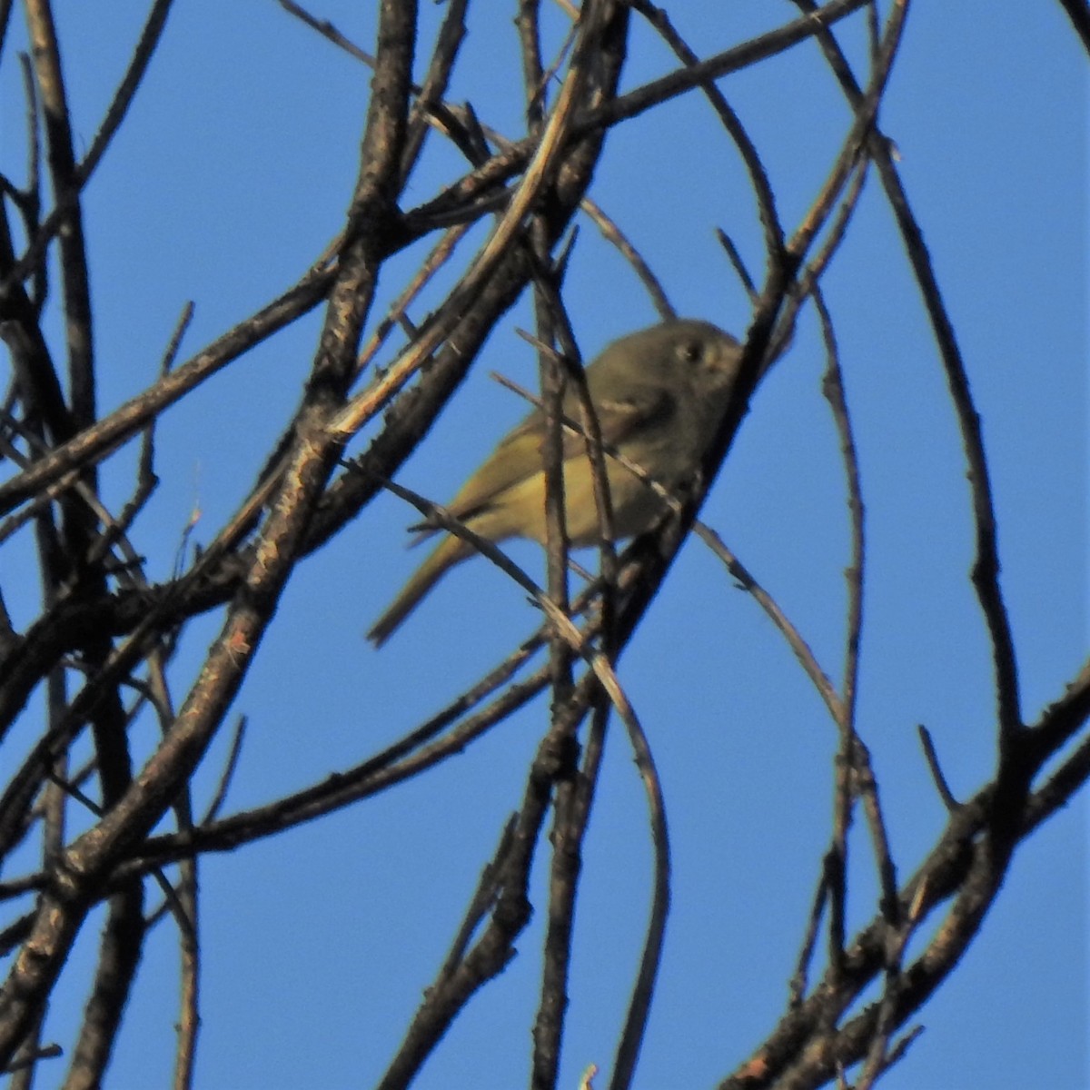 Huttonvireo - ML197956611