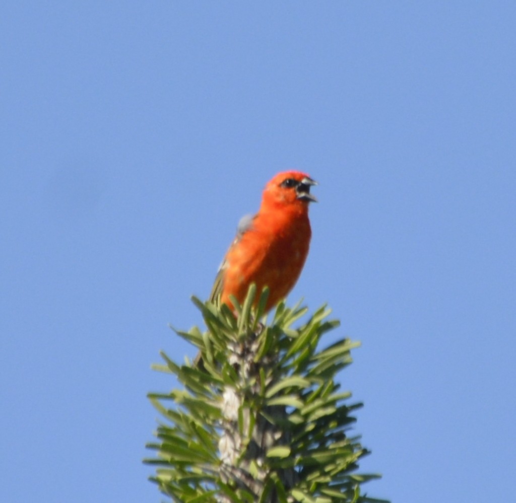 Red Fody - ML197957241