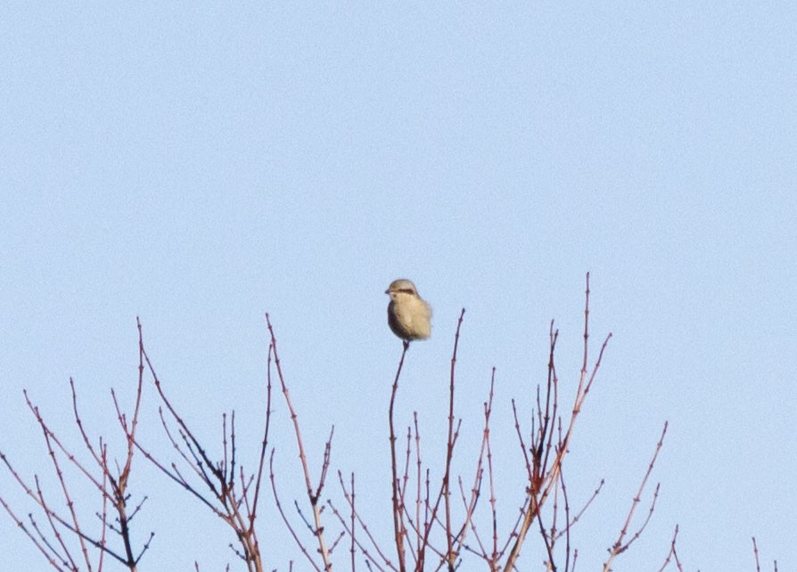 Northern Shrike - ML197959741