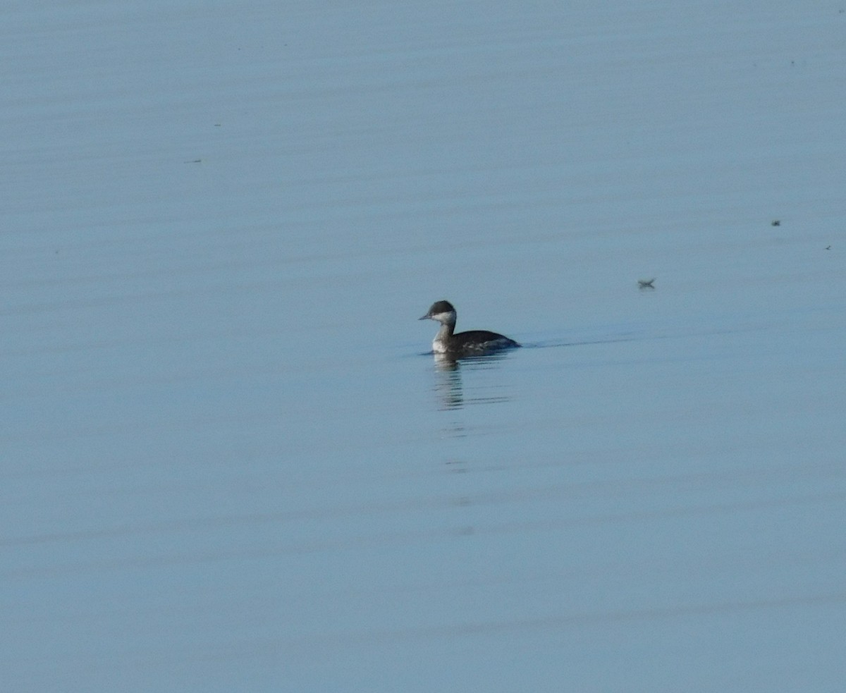 Horned Grebe - Michael  Dreyer