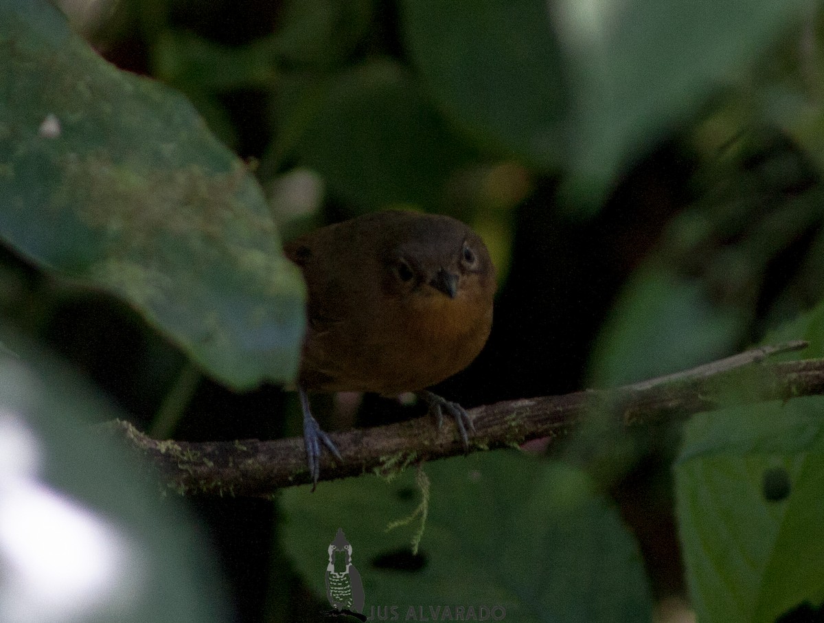 Dusky Antbird - ML197962221