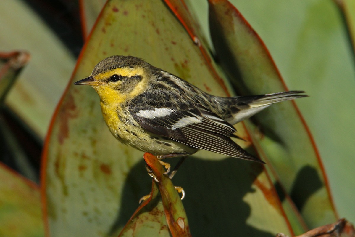 Blackburnian Warbler - ML197965251