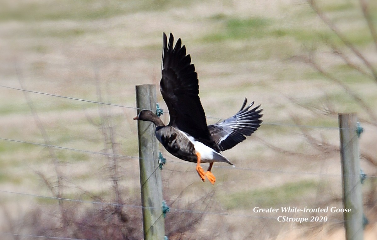 Greater White-fronted Goose - ML197965511