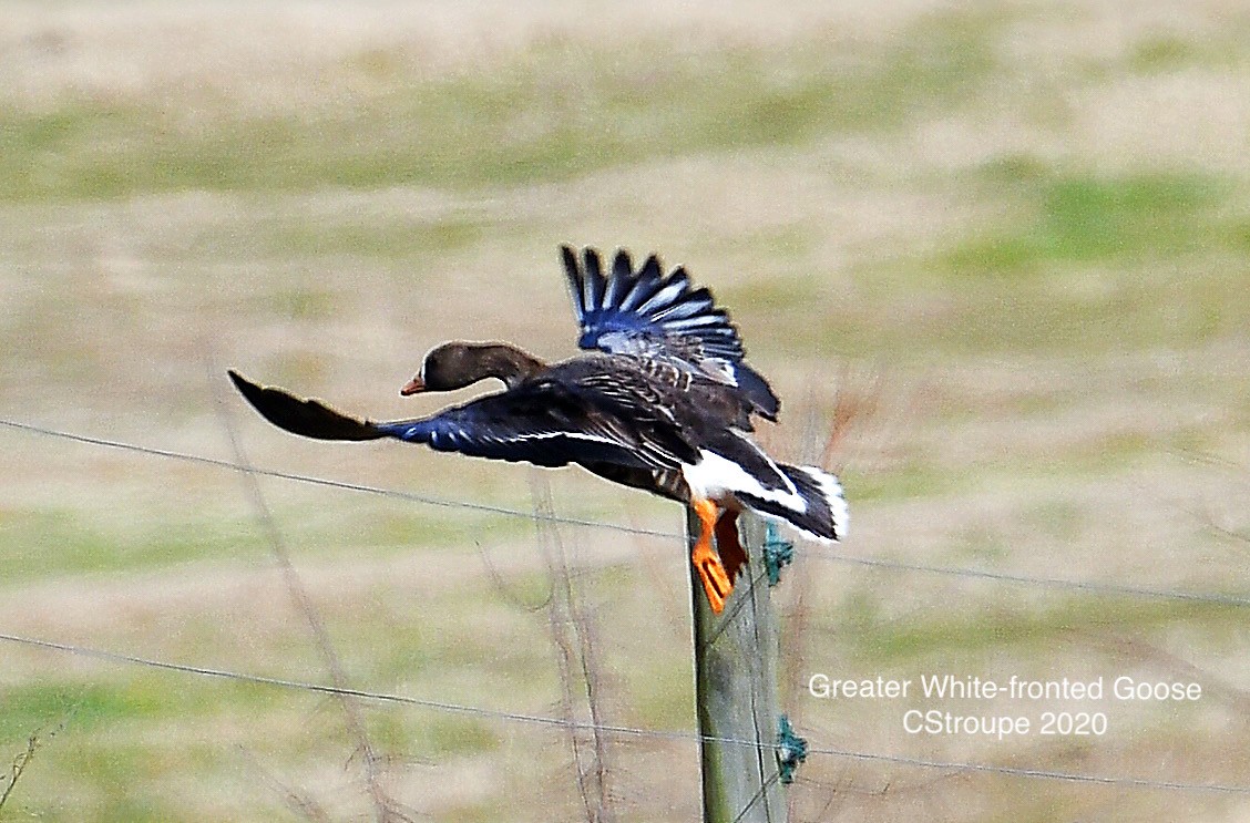 Greater White-fronted Goose - ML197965531