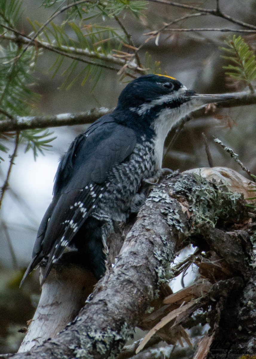 Black-backed Woodpecker - Martin Forget