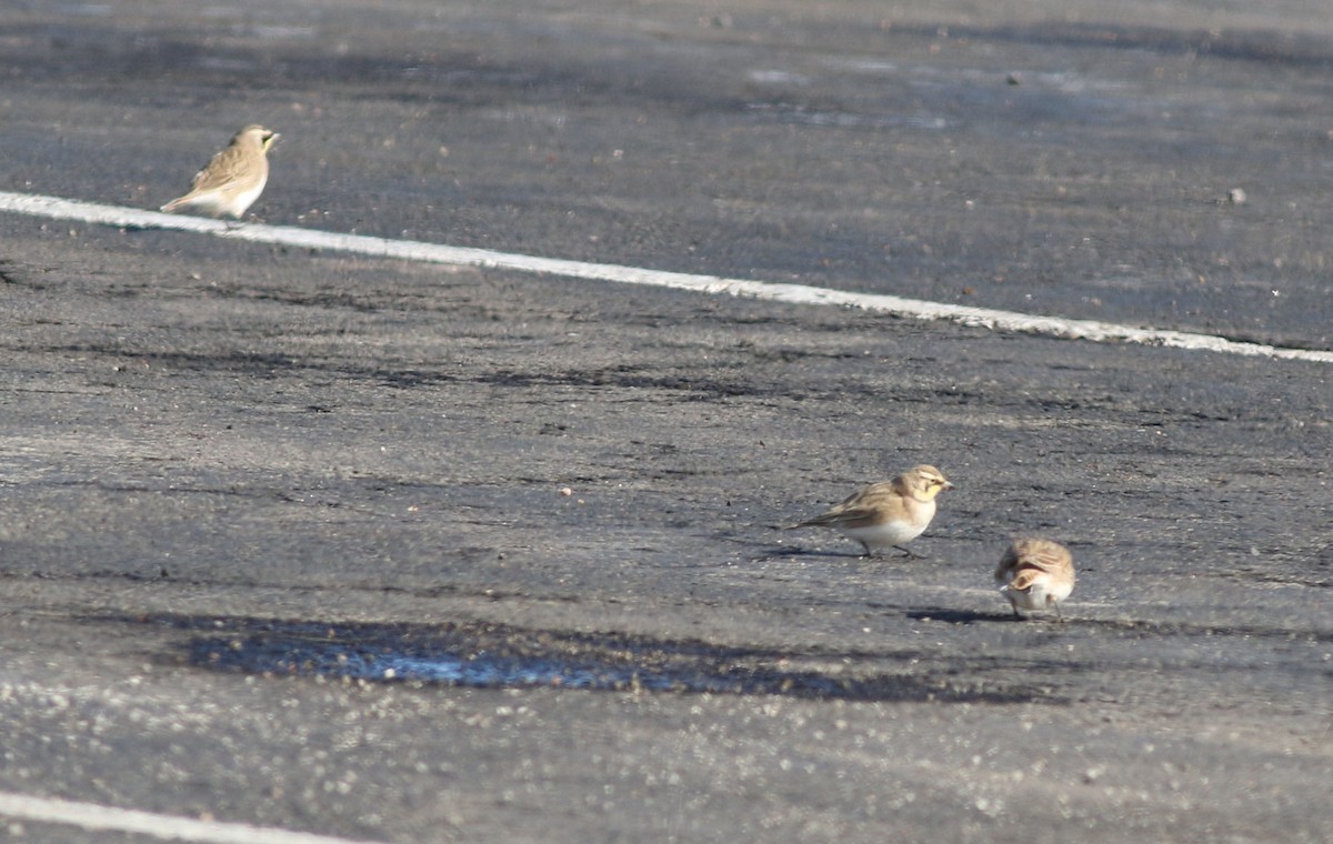 Horned Lark - ML197966081