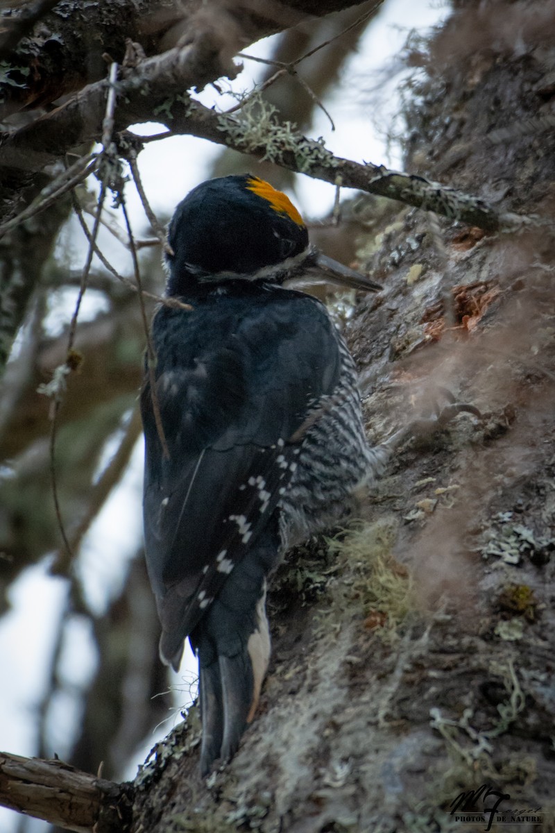 Black-backed Woodpecker - ML197966101