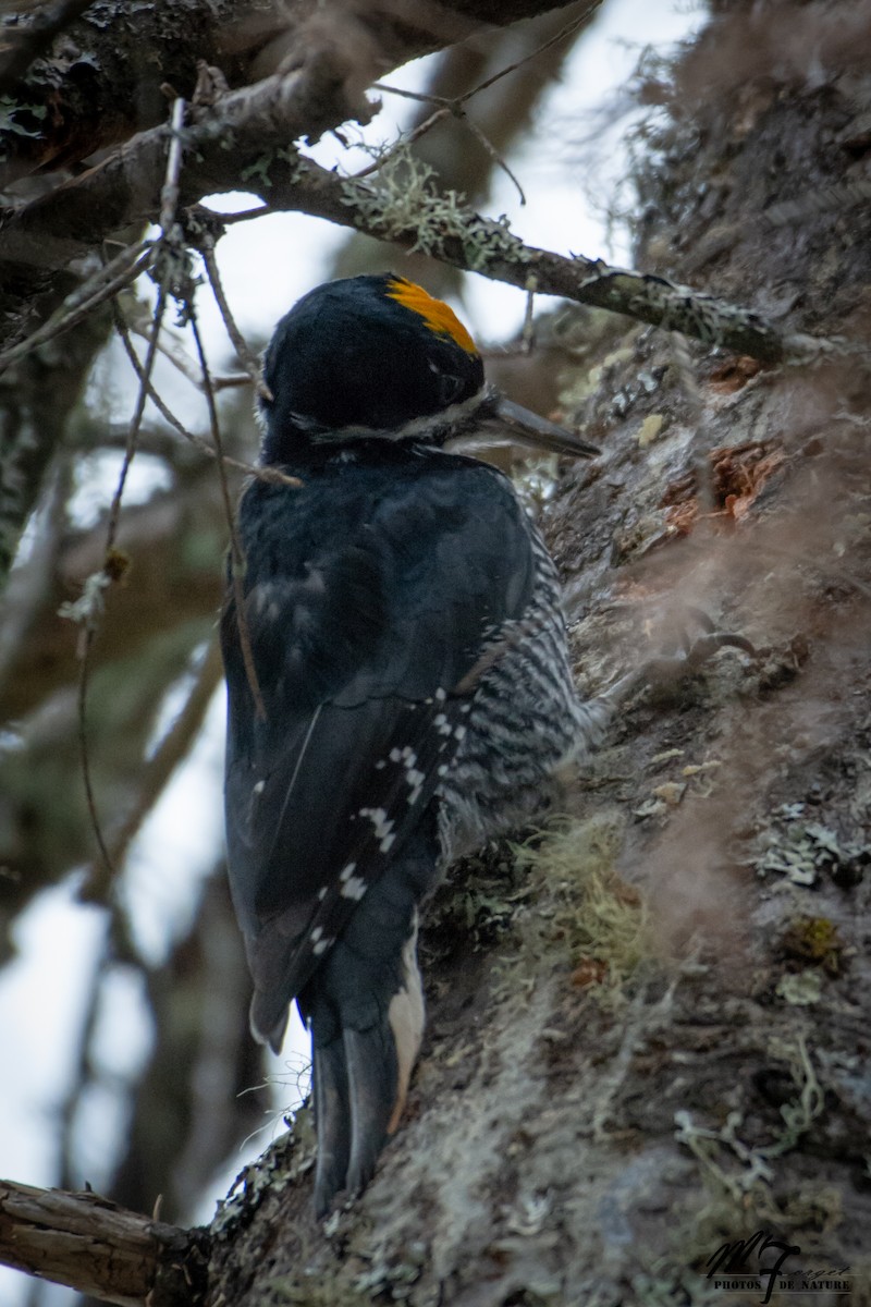 Black-backed Woodpecker - Martin Forget
