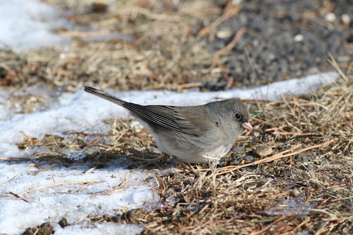 Dark-eyed Junco - ML197966551