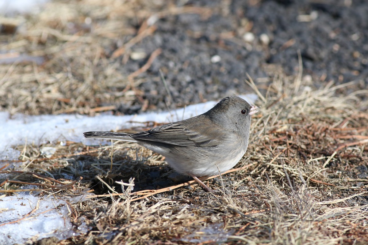 Dark-eyed Junco - ML197966561