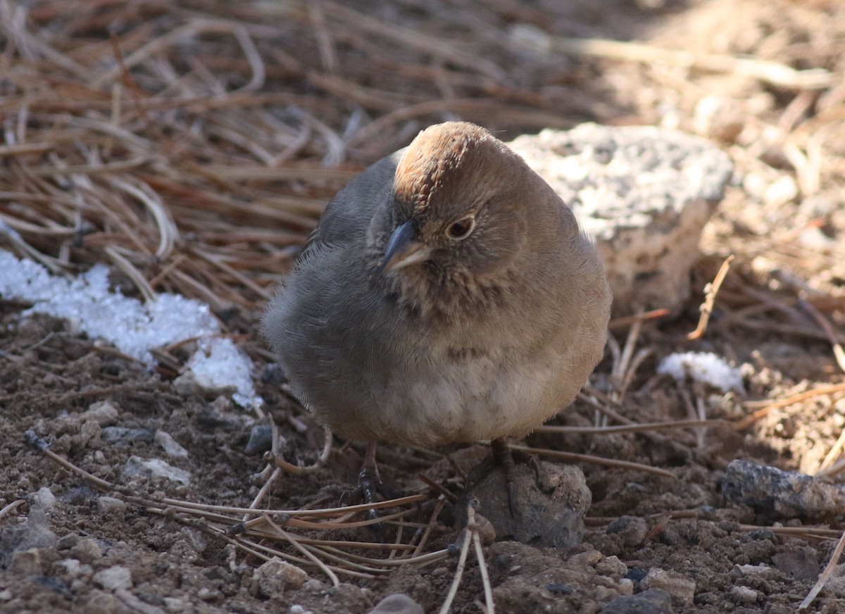 Canyon Towhee - ML197966591