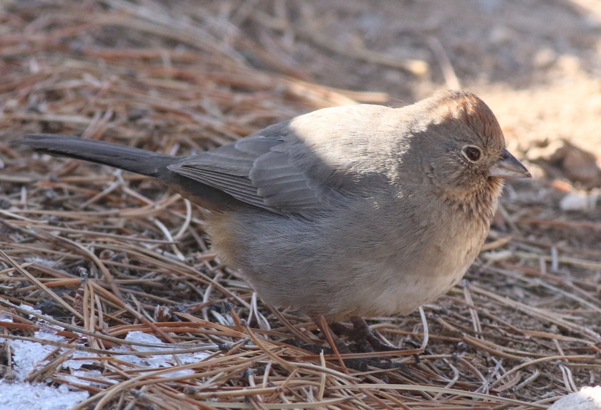 Canyon Towhee - ML197966621