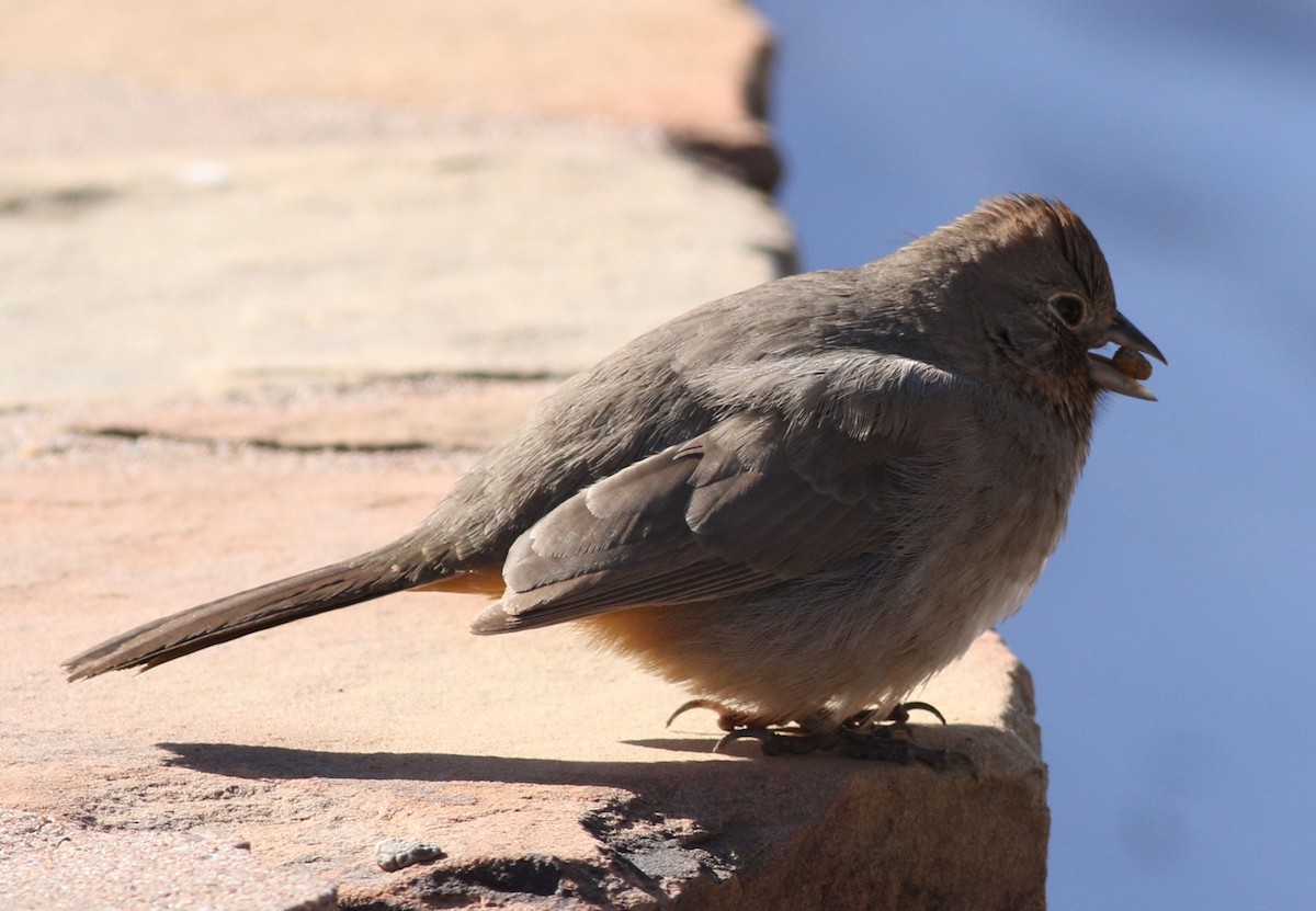 Canyon Towhee - ML197966631