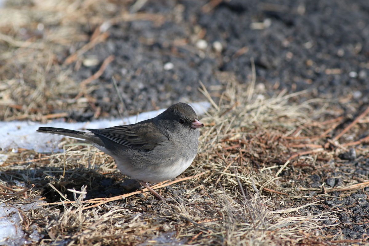 Dark-eyed Junco - ML197966641