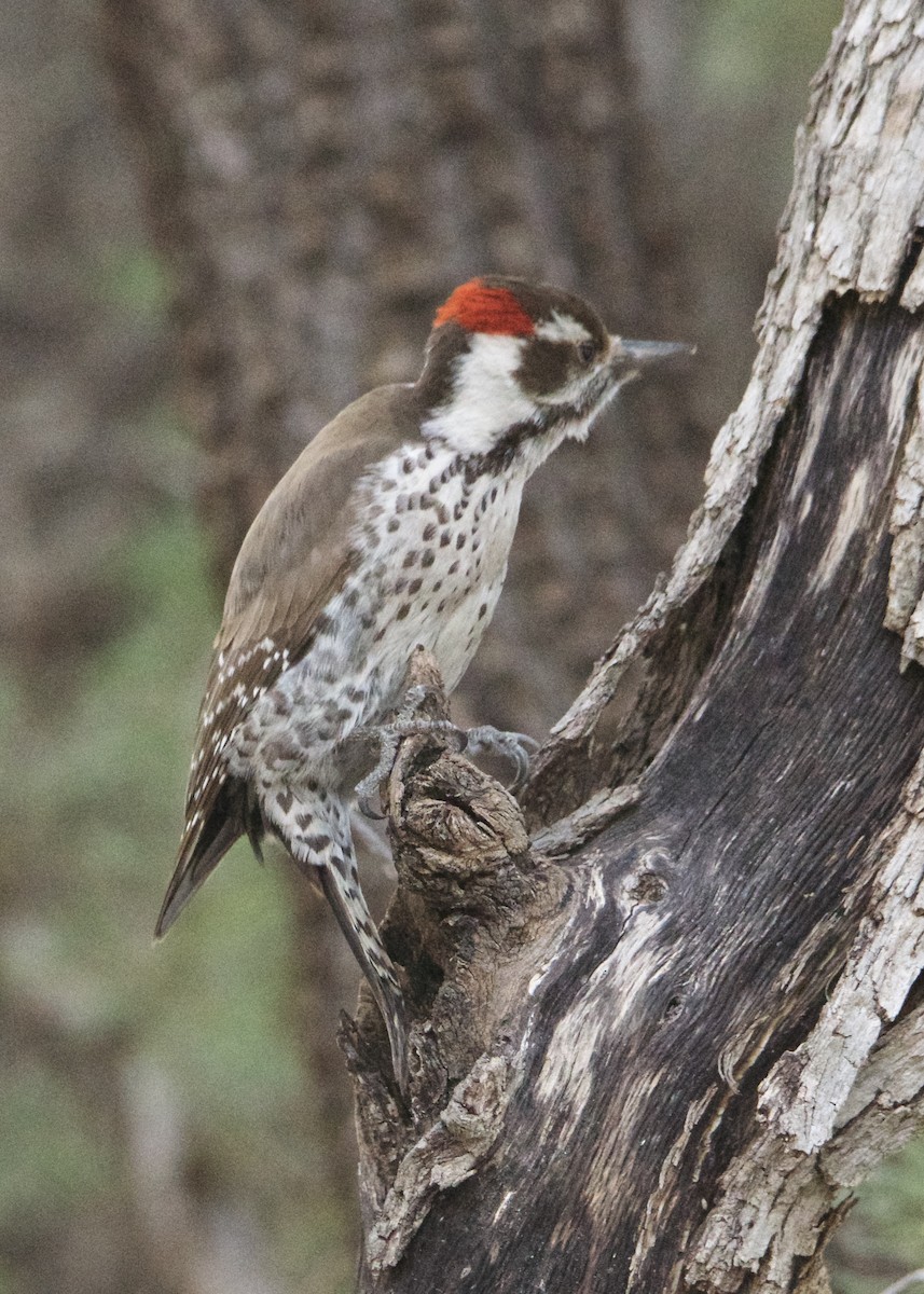 Arizona Woodpecker - Kanayo Rolle