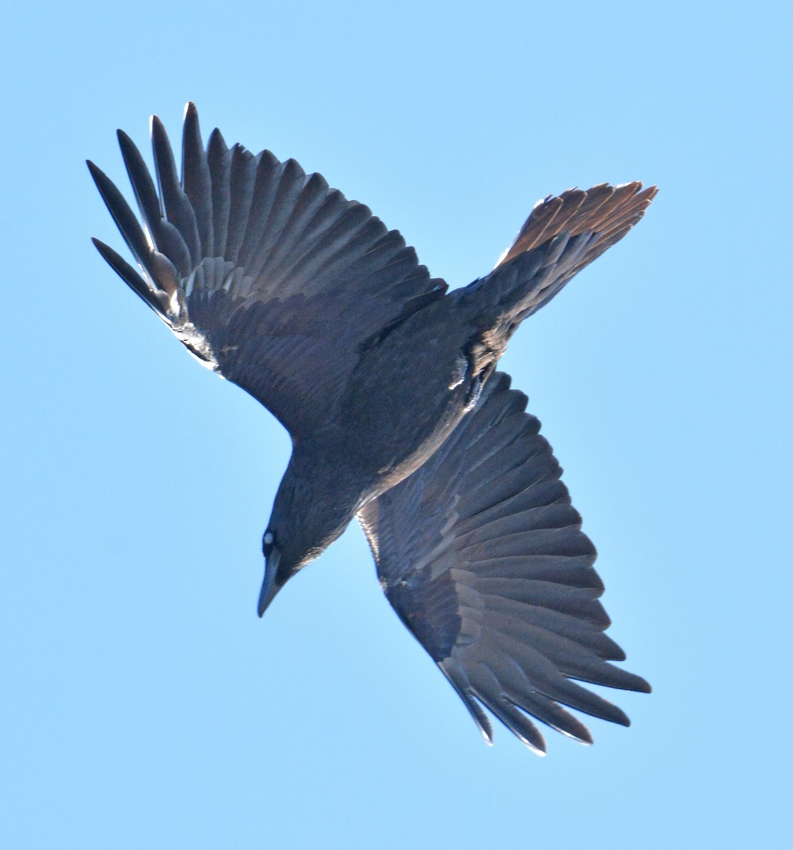 Common Raven - ML197968051