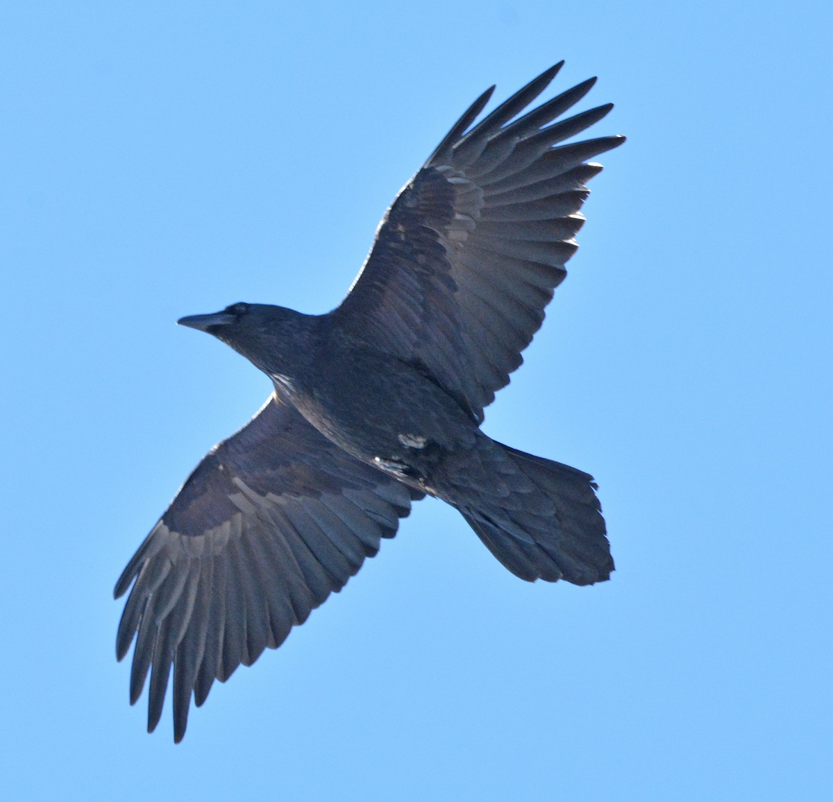 Common Raven - ML197968161