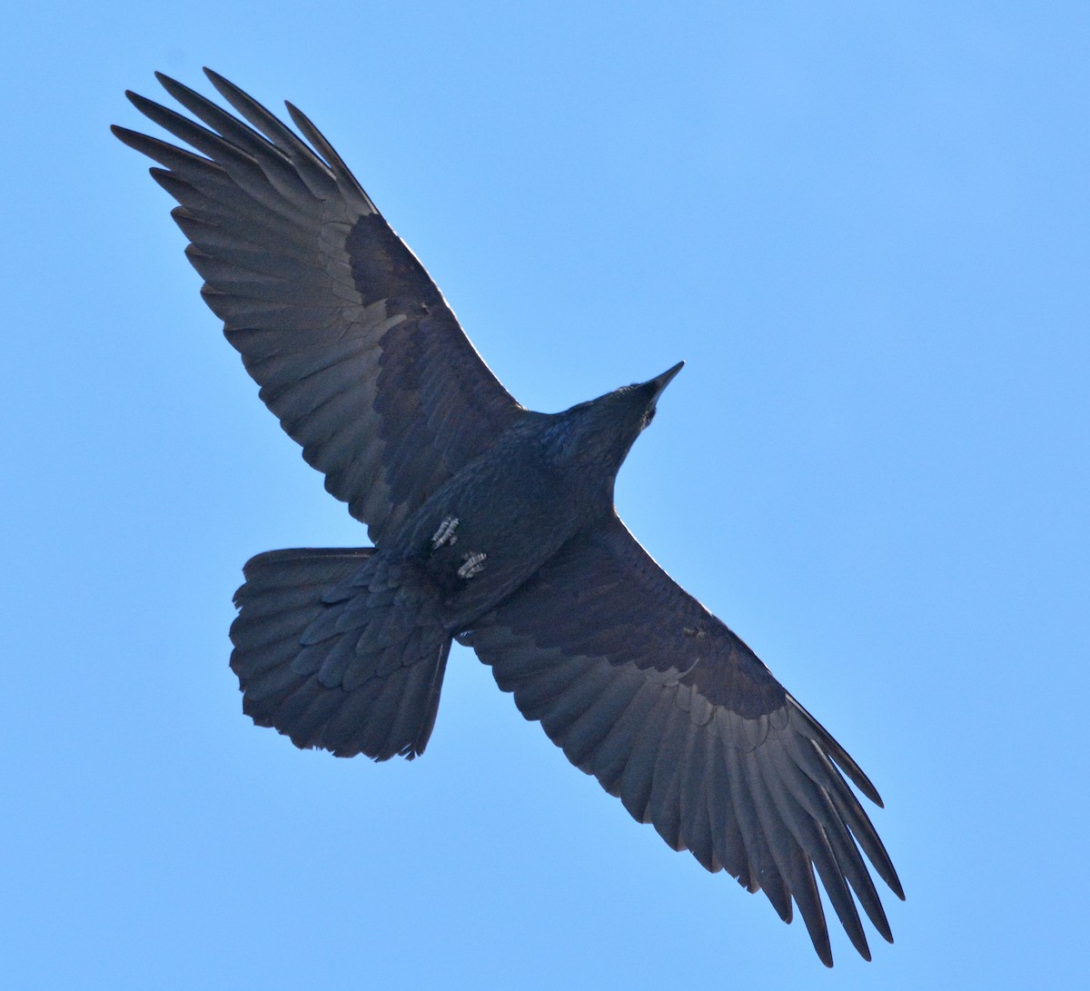 Common Raven - ML197968181