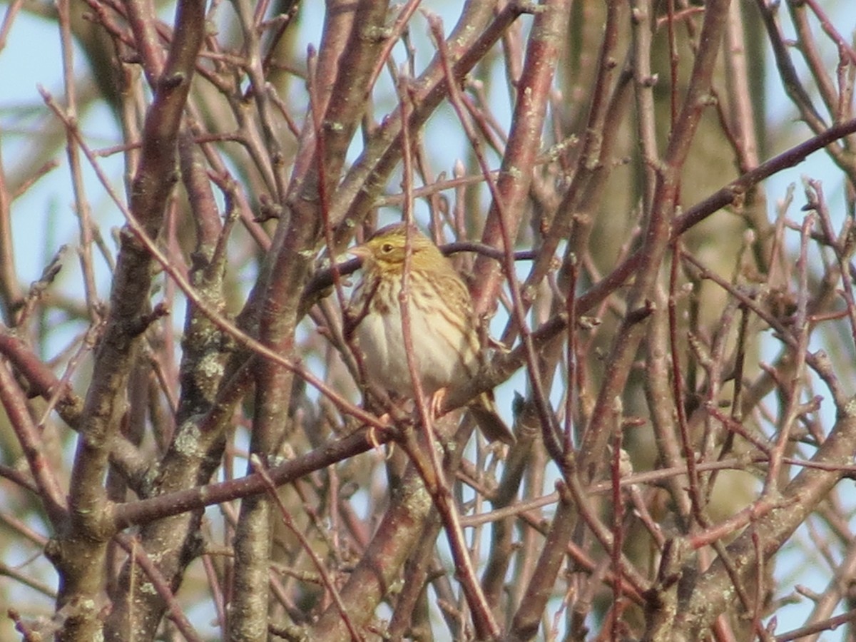 Savannah Sparrow - Janice Farral