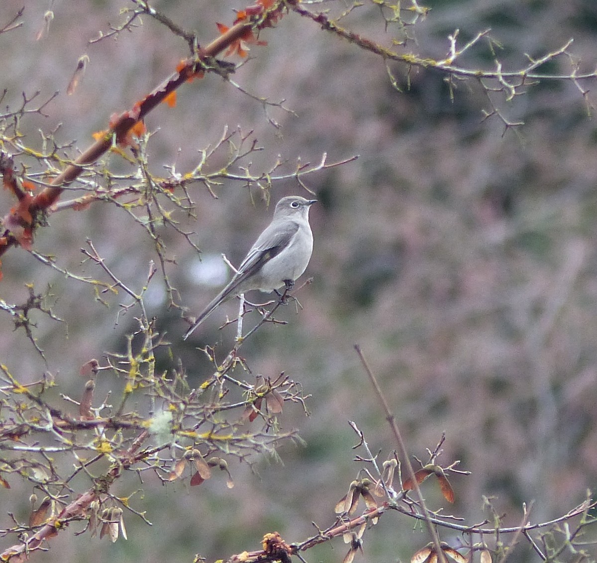 Townsend's Solitaire - ML197971221