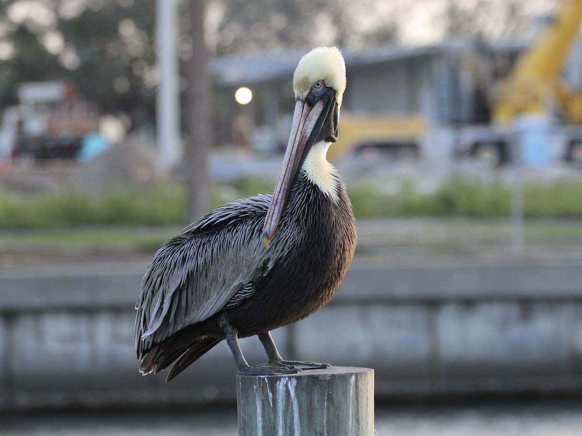 pelikán hnědý - ML197971721