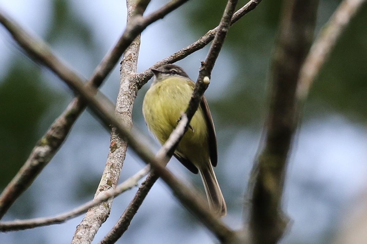 Sooty-headed Tyrannulet - ML197972731