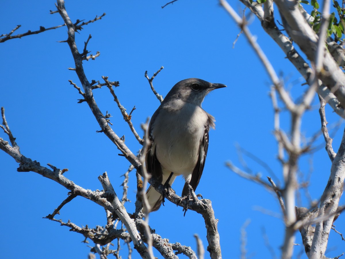 Northern Mockingbird - ML197973581