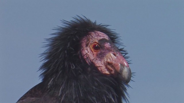 California Condor - ML197974281