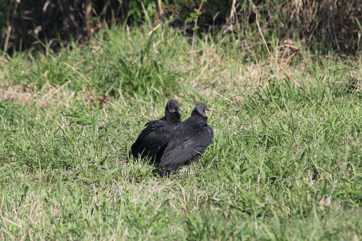 Black Vulture - ML197974401