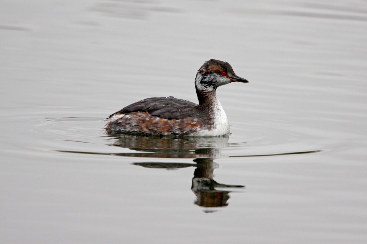 Horned Grebe - Dominic Mitchell