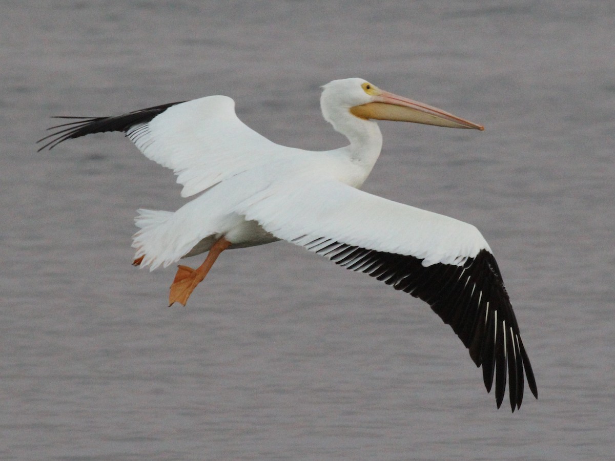 American White Pelican - ML197977331