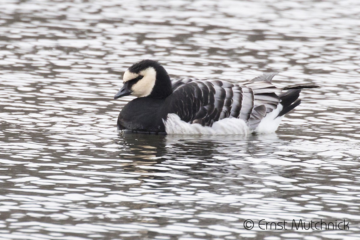 Barnacle Goose - Ernst Mutchnick