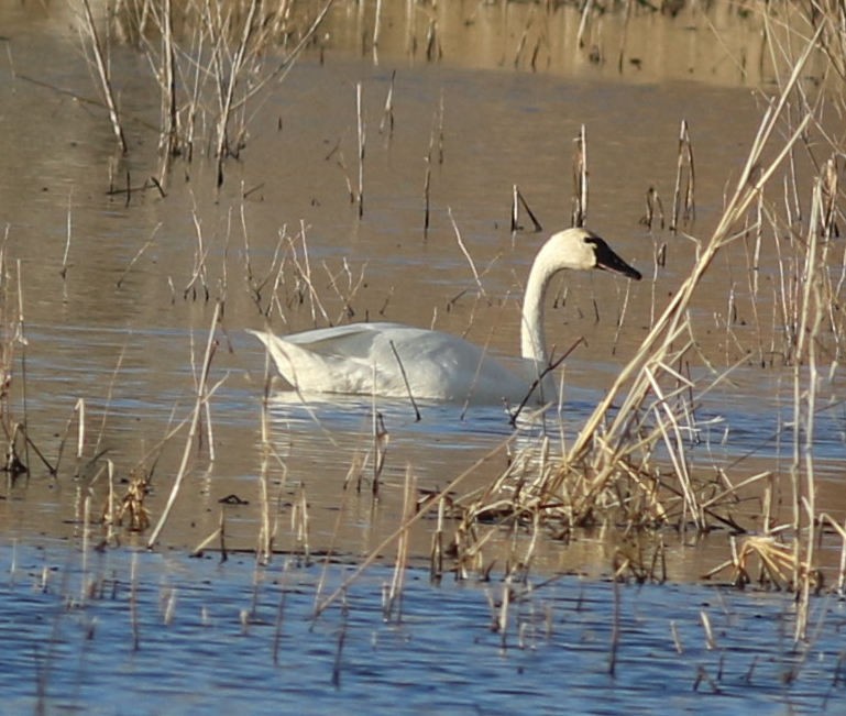 Tundra Swan - ML197978251